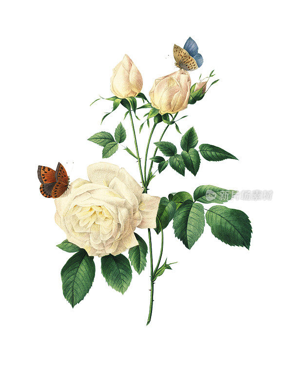 茶玫瑰| Redoute花卉插图